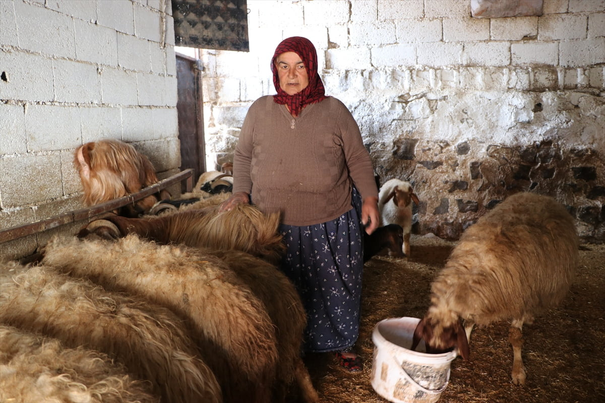 Kahramanmaraş merkezli 6 Şubat 2023'teki depremlerin yıkıma neden olduğu Kilis'te, besiciler...