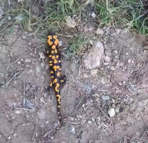 KAHRAMANMARAŞ'IN GÖKSUN İLÇESİNDE NESLİ TEHDİT ALTINDA BULUNAN ANADOLU BENEKLİ SEMENDERİ...