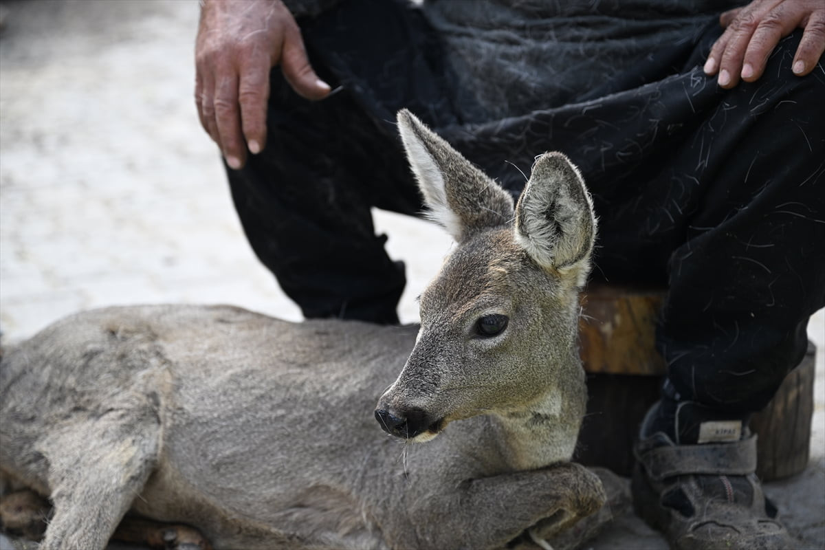 Kahramanmaraş'ın Türkoğlu ilçesinde yaralı olarak bulunan karaca yavrusu tedavi altına...