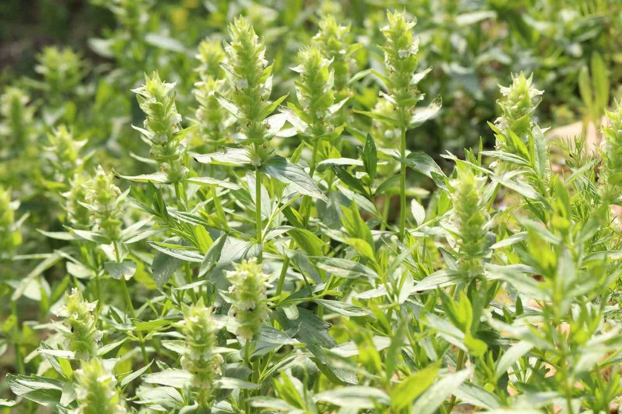 KAHRAMANMARAŞ'TA DOĞAL YAYILIŞ GÖSTEREN VE ULUSLARARASI DOĞAYI KORUMA BİRLİĞİ (IUCN) KRİTERLERİNE...