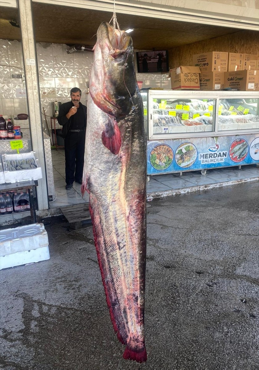 Kahramanmaraş'ta Menzelet Barajı'nda, balıkçının ağına yaklaşık 1.5 metre boyunda 100 kilogramlık...