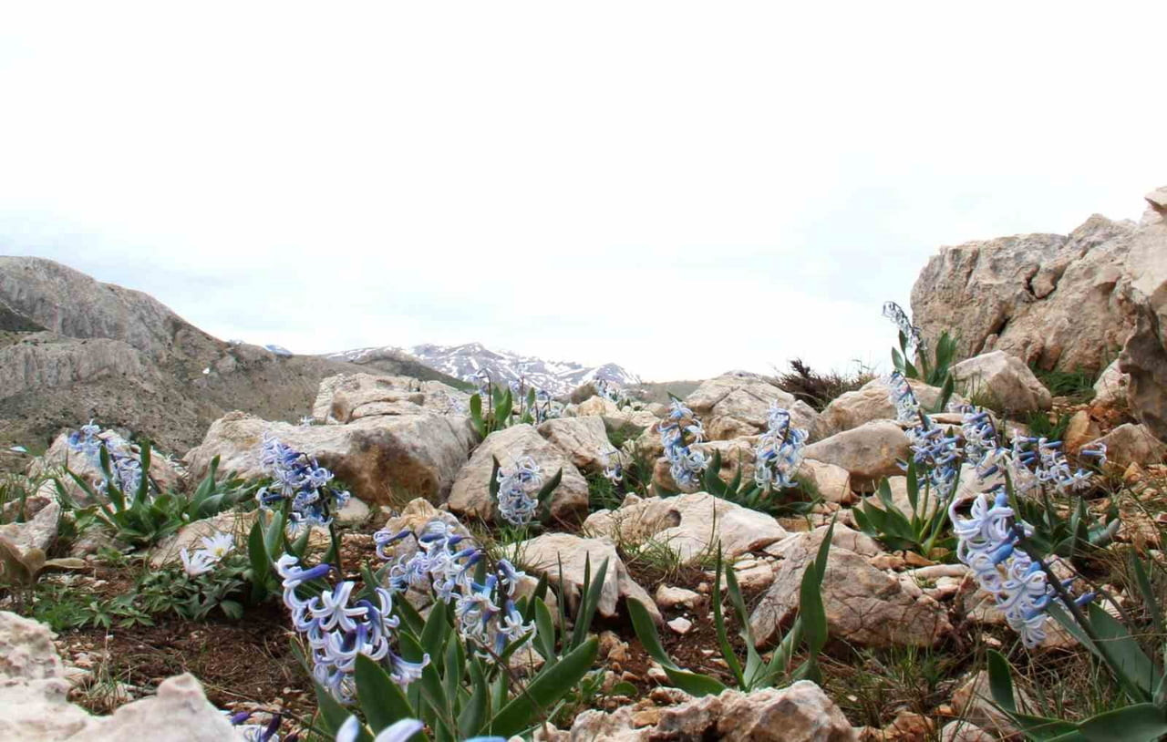 KAHRAMANMARAŞ’IN AFŞİN İLÇESİNİN DAĞLIK VE KAYALIK BÖLGELERİNDE YETİŞEN KAYA SÜMBÜLÜ, BAHARIN...