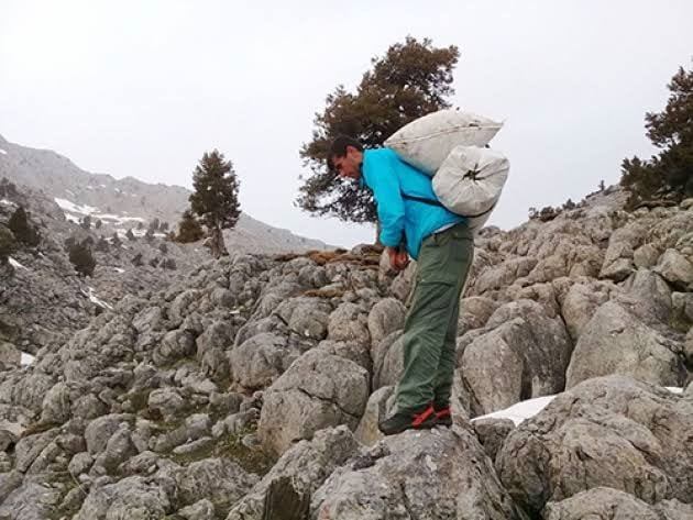 KAHRAMANMARAŞ’IN GÖKSUN İLÇESİNE BAĞLI DEĞİRMENDERE BELDESİNİN YÜKSEK KESİMLERİNDE YETİŞEN VE...