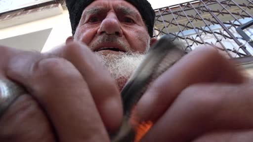 Kalpaklı asırlık çınar Amasya’nın son esanscısı