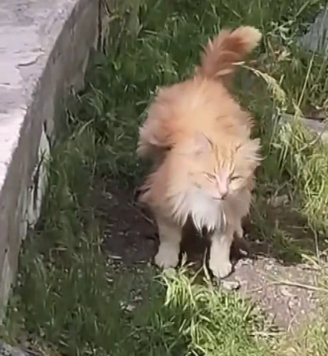 KANADI ANDIRAN TÜYLERİYLE DİKKAT ÇEKEN KEDİ KAMERADA