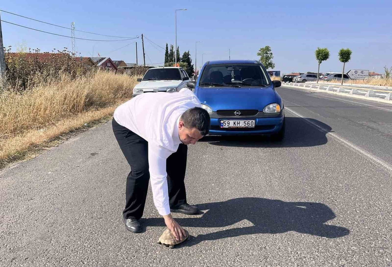 KAPLUMBAĞANIN GÜVENLİ BÖLGEYE BIRAKILMASININ ARDINDAN YOLUNA DEVAM EDEN KIRANŞAL'IN BU DAVRANIŞI...
