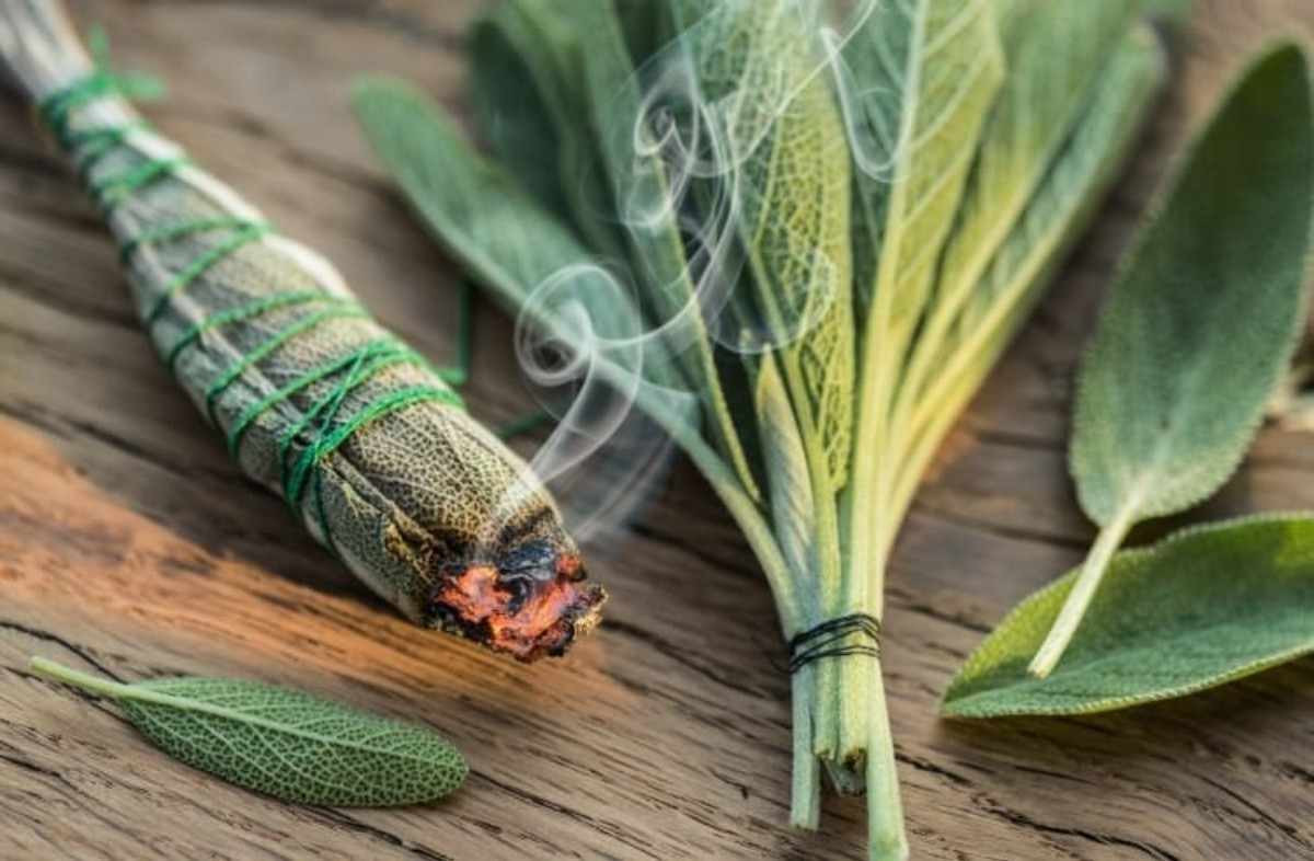 Kara sinekler hangi kokuları sevmez