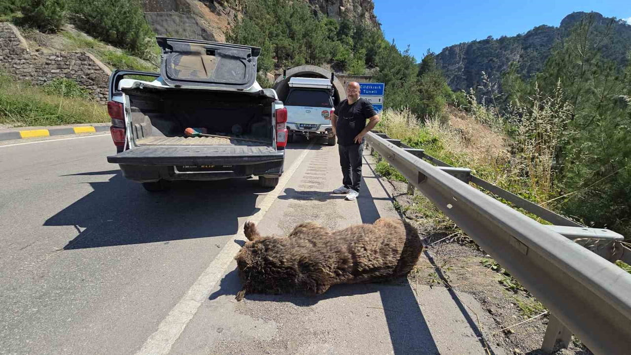 KARABÜK'TE OTOMOBİLİN ÇARPTIĞI VE SAATLERCE EKİPLERİ PEŞİNDEN KOŞTURAN AYI, DÜŞTÜĞÜ ÇAYDA KAN...