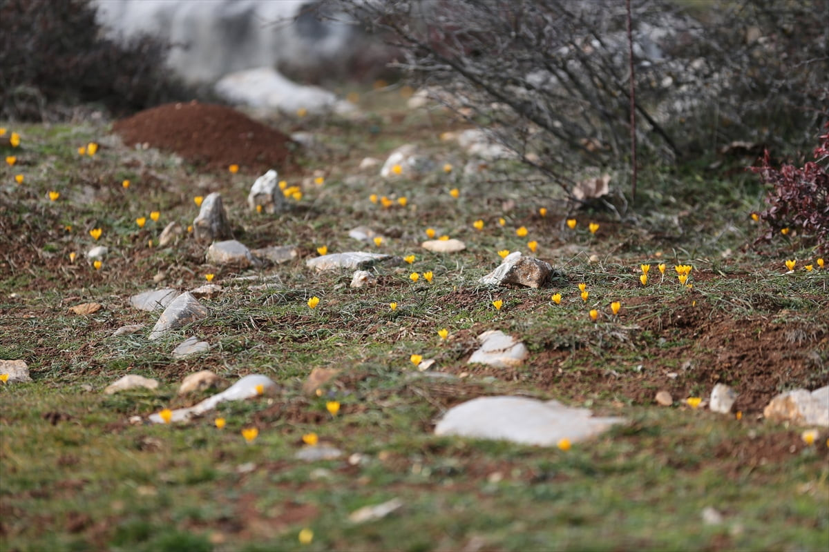 Karabük'ün Eflani ilçesinde baharın müjdecisi olarak bilinen çiğdemler erken çiçek açtı.
