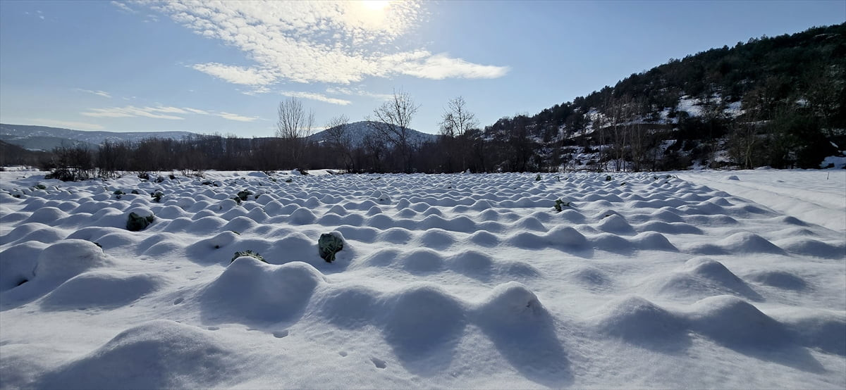 Karabük'ün Eskipazar ilçesinde yetiştirilen ve lezzetiyle ön plana çıkan lahananın hasadı kar...
