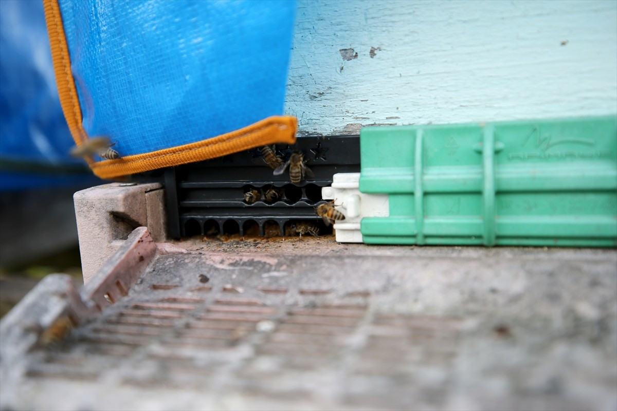 Karabük'ün Yenice ilçesinde üretilen, kendine özgü aromalı, sarı-amber renkli ve ıhlamur kokulu...