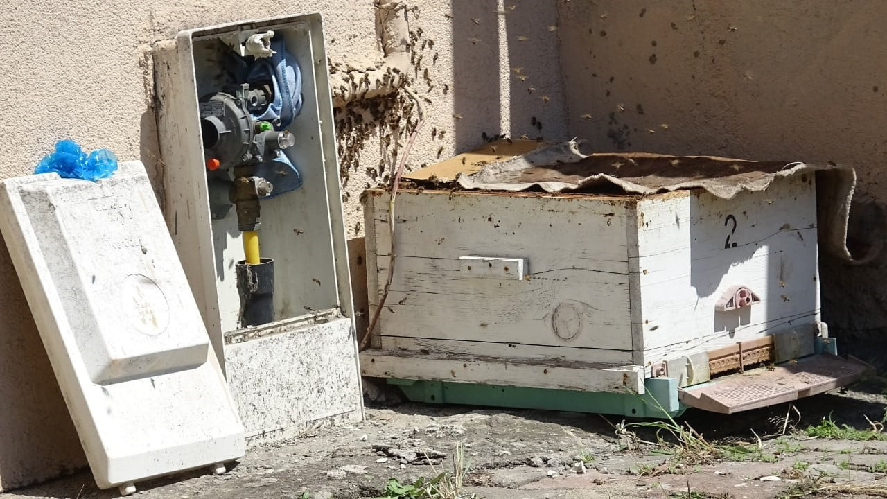 KARABÜK’TE BİR APARTMANIN GİRİŞİNDEKİ DOĞAL GAZ SERVİS KUTUSUNA YUVA YAPAN BAL ARILARI, ESKİ BİR...