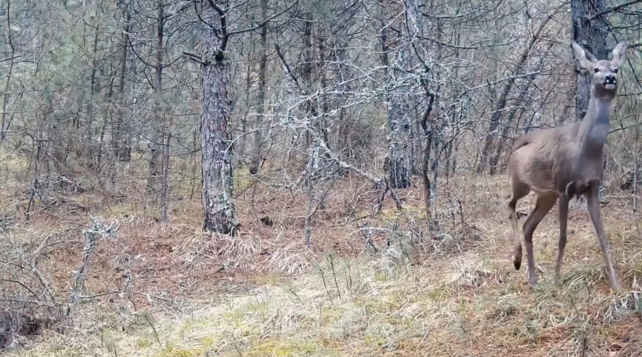 KARABÜK’TE KARACALAR HEM FOTOKAPAN HEM DE CEP TELEFONU KAMERALARIYLA GÖRÜNTÜLENDİ.