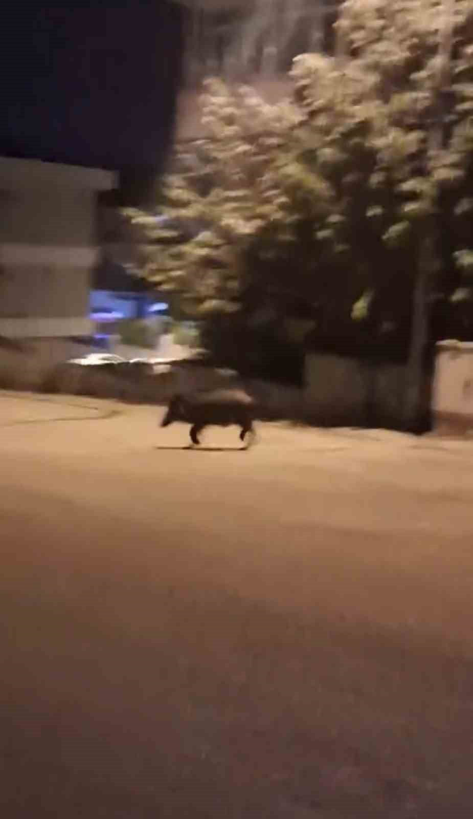 KARABÜK’TE YİYECEK ARAMAK İÇİN MAHALLEYE İNEN İKİ YABAN DOMUZU, BİR VATANDAŞ TARAFINDAN CEP...