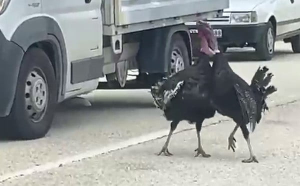 KARABÜK’ÜN EFLANİ İLÇESİNDE YOL ORTASINDA KAVGA EDEN İKİ HİNDİ, TRAFİĞİ DURMA NOKTASINA GETİRDİ. O...