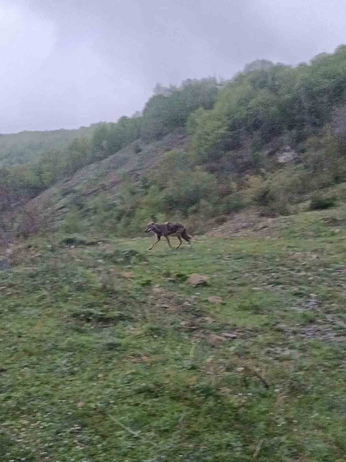 KARABÜK’ÜN YENİCE İLÇESİNDE AÇ KALAN BİR ÇAKAL, YERLEŞİM YERİNE YAKIN BİR BÖLGEDE YİYECEK ARARKEN...