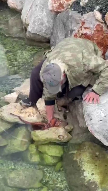 KARABURUN İLÇESİNDE BİR BALIKÇININ KAYALIKLARDAKİ AHTAPOTU ELLERİYLE YAKALAYARAK DENİZDEN...