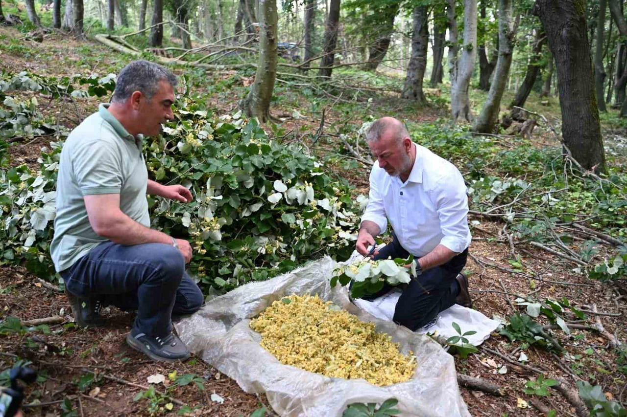 KARACABEY BELEDİYE BAŞKANI FATİH KARABATI, EKMEKÇİ MAHALLESİ'NDE ÜRETİCİLERLE BİRLİKTE IHLAMUR...