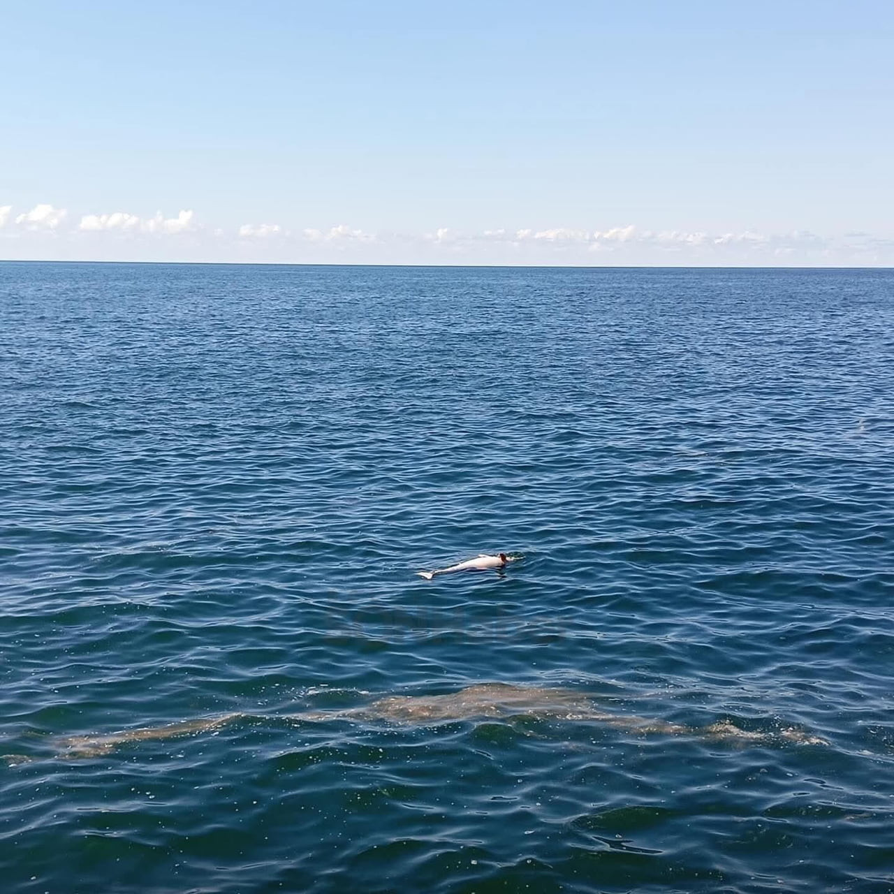 KARADENİZ EREĞLİ İLÇESİNDE SAHİLDE ÖLÜ HALDE BİR YUNUS BULUNDU.