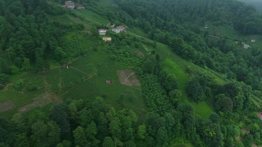 Karadeniz'in yeşil altınında zorlu hasat sürüyor