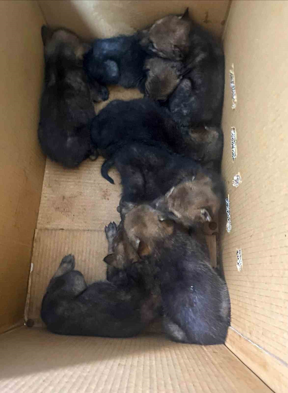 KARAKOÇAN’DA BULUNAN 7 YAVRU KURT KORUMA ALTINA ALINDI