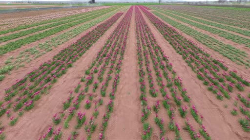 Karaman'da lale tarlası ziyaretçilerine hazırlanıyor