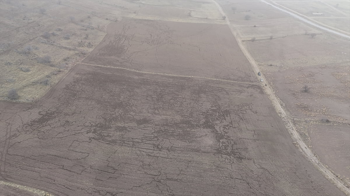 Karaman'da yaban domuzları, arpa ve buğday ekili tarlalara zarar verdi.