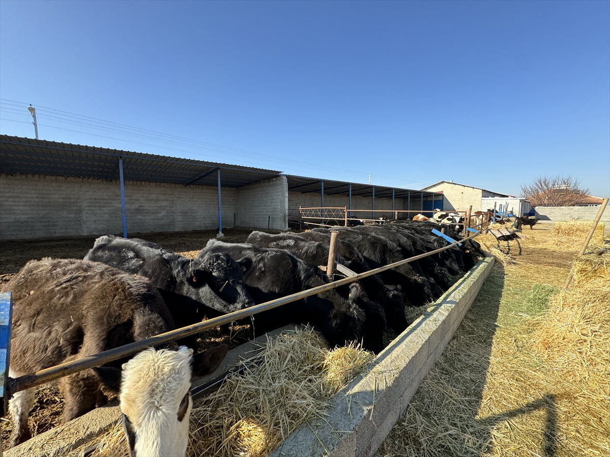 Karaman'ın Akçaşehir beldesinde yaşayan 28 yaşındaki Dönüş Çetin, devlet desteğiyle aldığı 15 gebe...