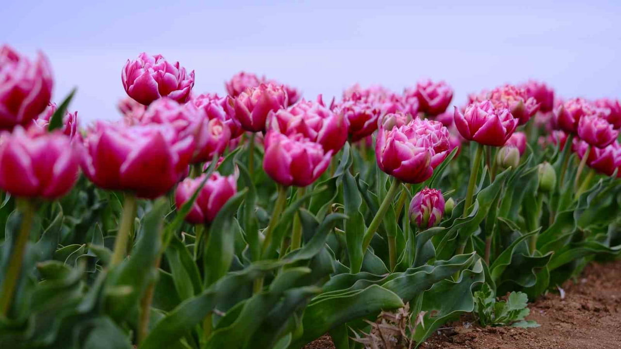 KARAMAN’DA HER YIL GÖRSEL ŞÖLEN SUNAN LALE TARLASI KAPILARINI ZİYARETÇİLERE AÇMAYA HAZIRLANIRKEN...