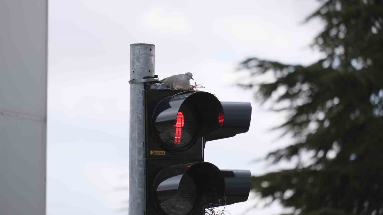 KARAMAN’IN EN İŞLEK KAVŞAĞINDAKİ TRAFİK LAMBASININ ÜZERİNE YUVA YAPAN KUMRUYU GÖRENLER...