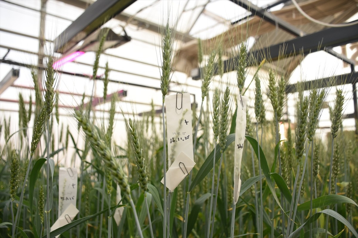 Karamanoğlu Mehmetbey Üniversitesinde (KMÜ), sera ortamında buğday ıslah çalışmaları...