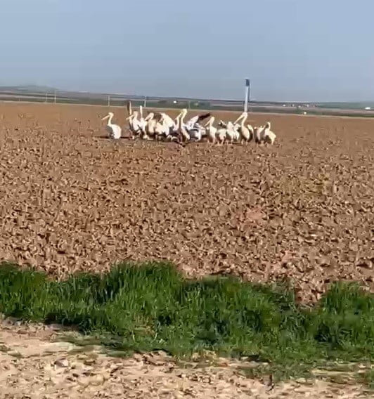 KARAPINAR İLÇESİNDE GÖÇ YOLCULUĞUNDAKİ PELİKAN SÜRÜSÜ TARLADA MOLA VERDİ.