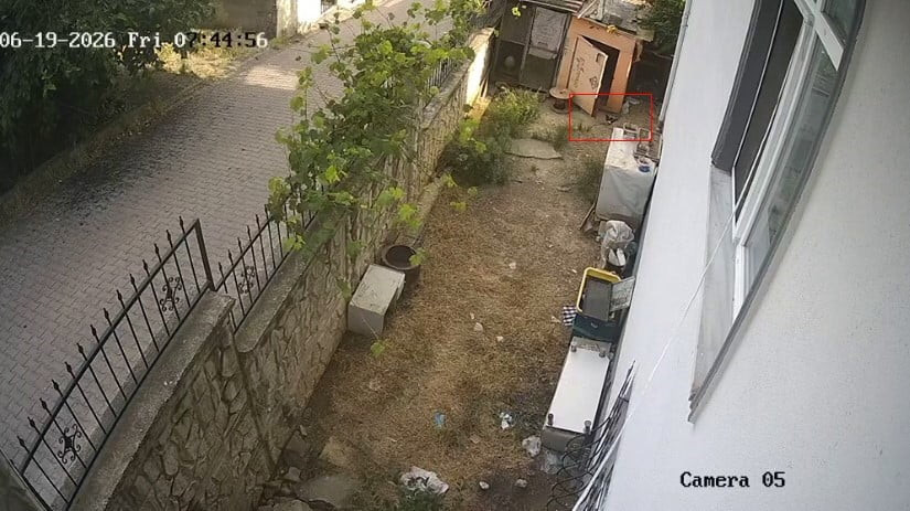 KARGANIN YUMURTA HIRSIZLIĞI KAMERAYA YANSIDI