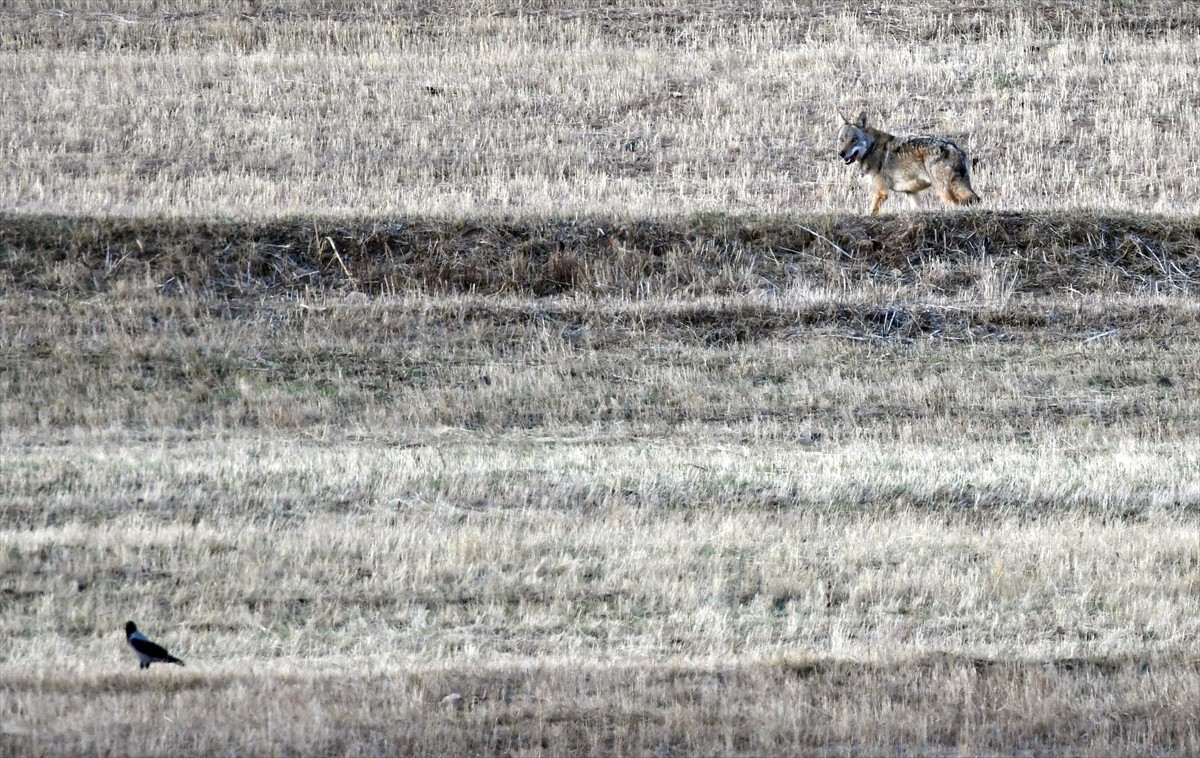 Kars'ın Sarıkamış ilçesi kırsalında yiyecek arayan kurt görüntülendi.