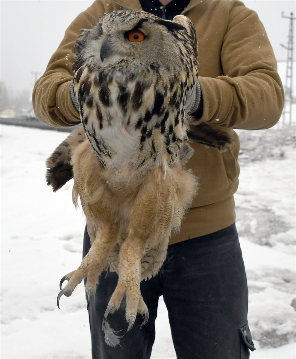 Kars'ın Sarıkamış ilçesinde bitkin halde bulunan kulaklı orman baykuşu, tedavisinin ardından doğal...