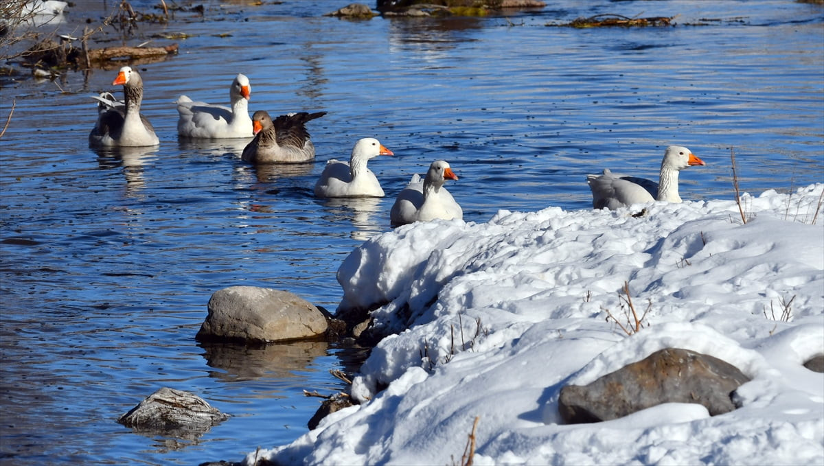 Kars'ın Sarıkamış ilçesinde kazlar buz tutmayan derelerde yüzdü.