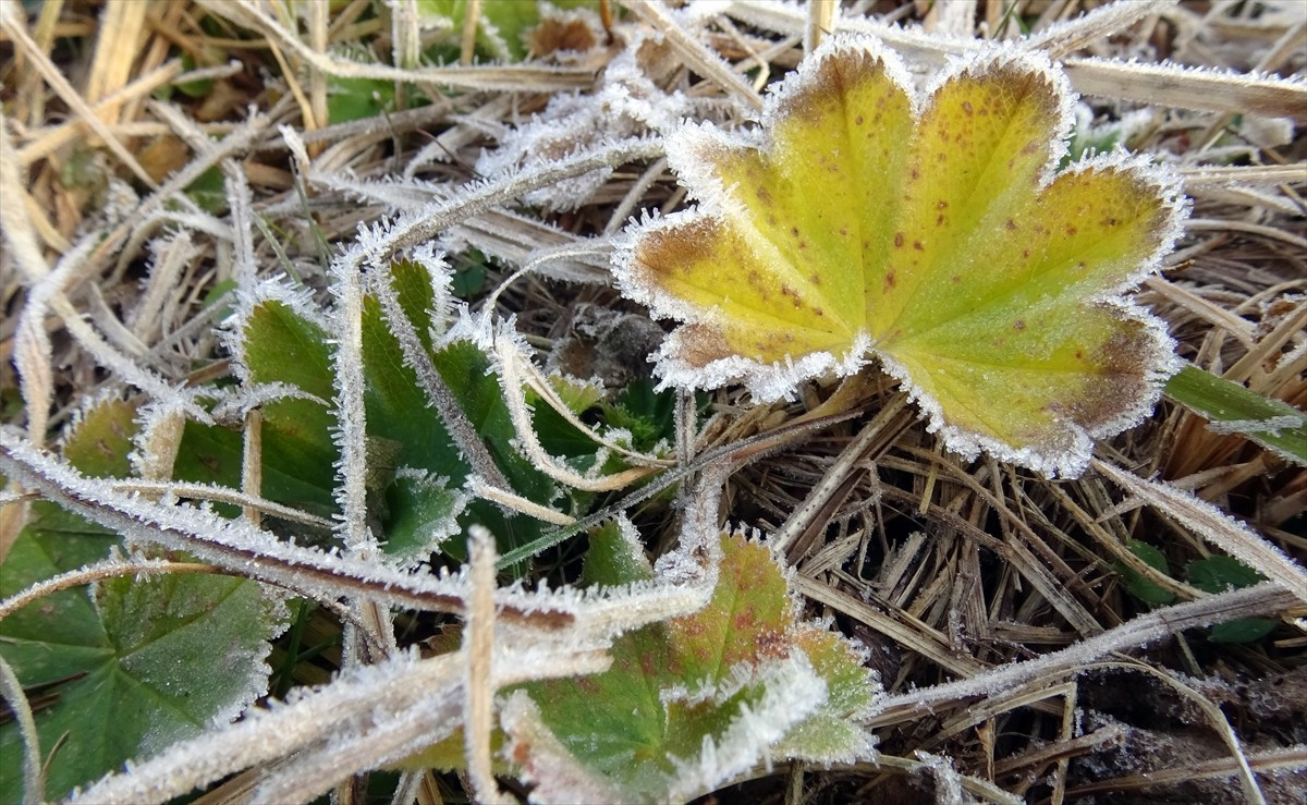 Kars'ın Sarıkamış ilçesinde soğuk havanın etkisiyle bitkiler kırağıyla kaplandı.