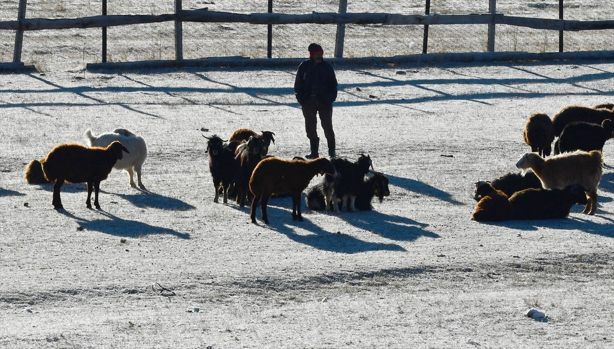 Kars'ın Sarıkamış ilçesinde soğuk havanın etkisiyle buzlanma ve kırağı meydana geldi. Bazı...