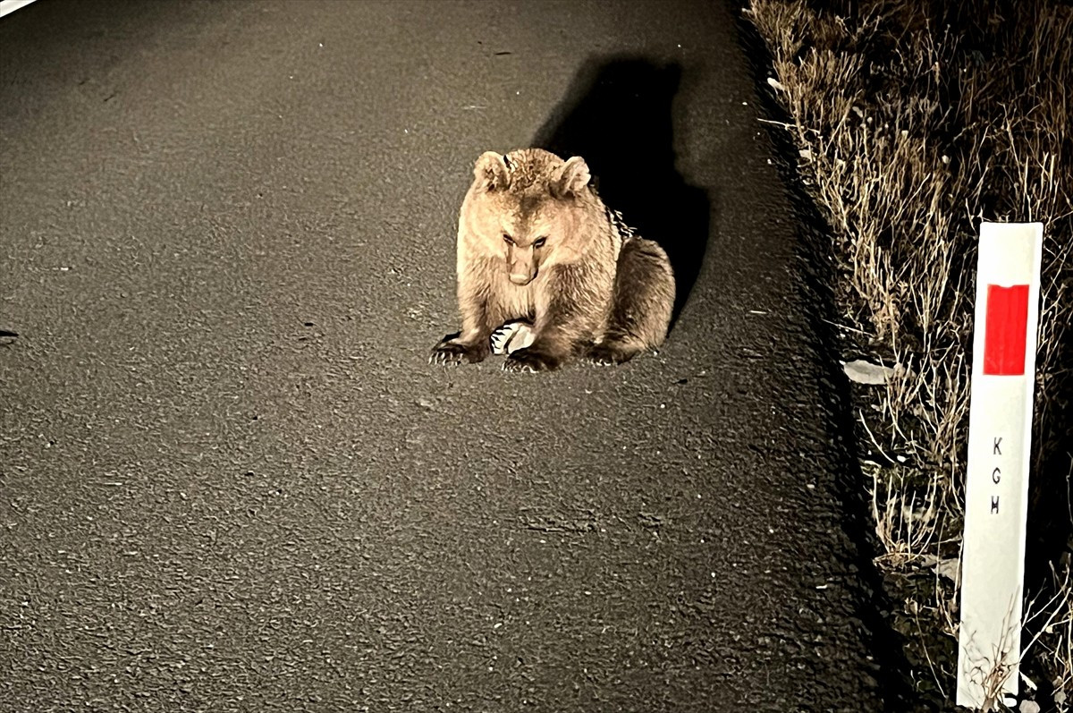 Kars'ın Sarıkamış ilçesinde yol kenarında bitkin bulunan bozayı yavrusu tedavi altına...