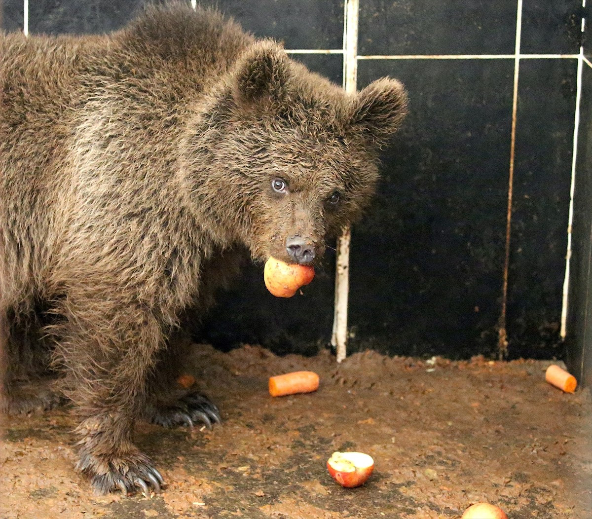 Kars'ın Sarıkamış ilçesinde yol kenarında bitkin bulunan ve görüntüleri sosyal medyada çokça...