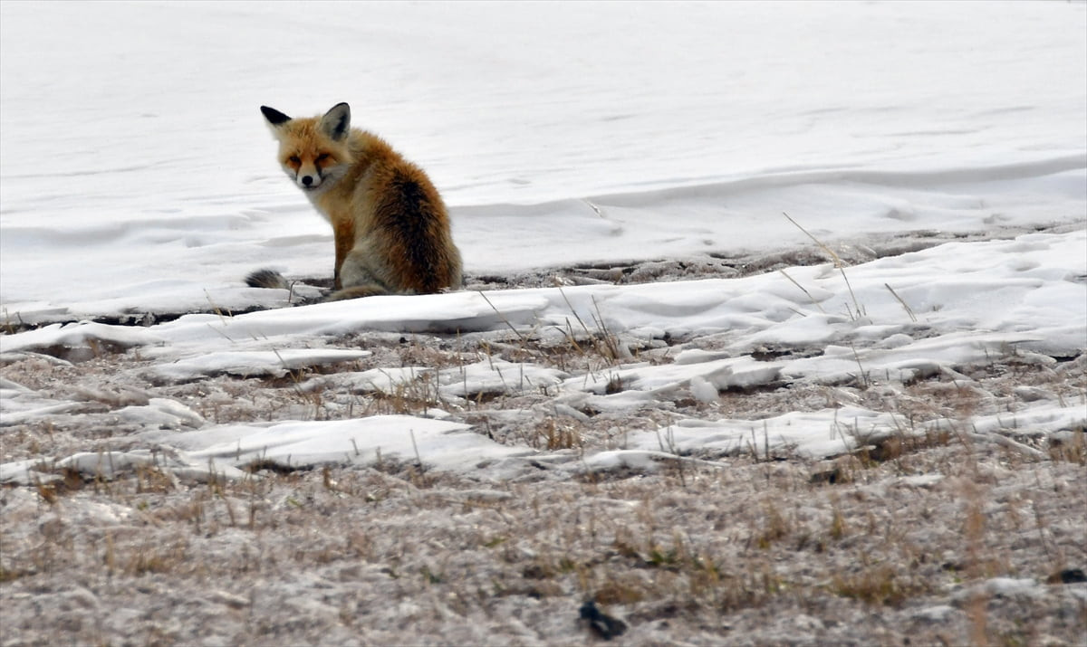 Kars'ın Sarıkamış ilçesindeki karla kaplı arazide yiyecek arayan yaban hayvanları görüntülendi....