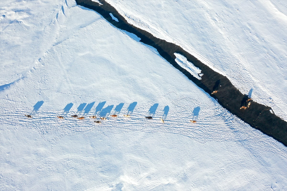 Kars'ın Selim ilçesinde köylerden geçen menderesler, kış aylarında hayvancılığa katkı...