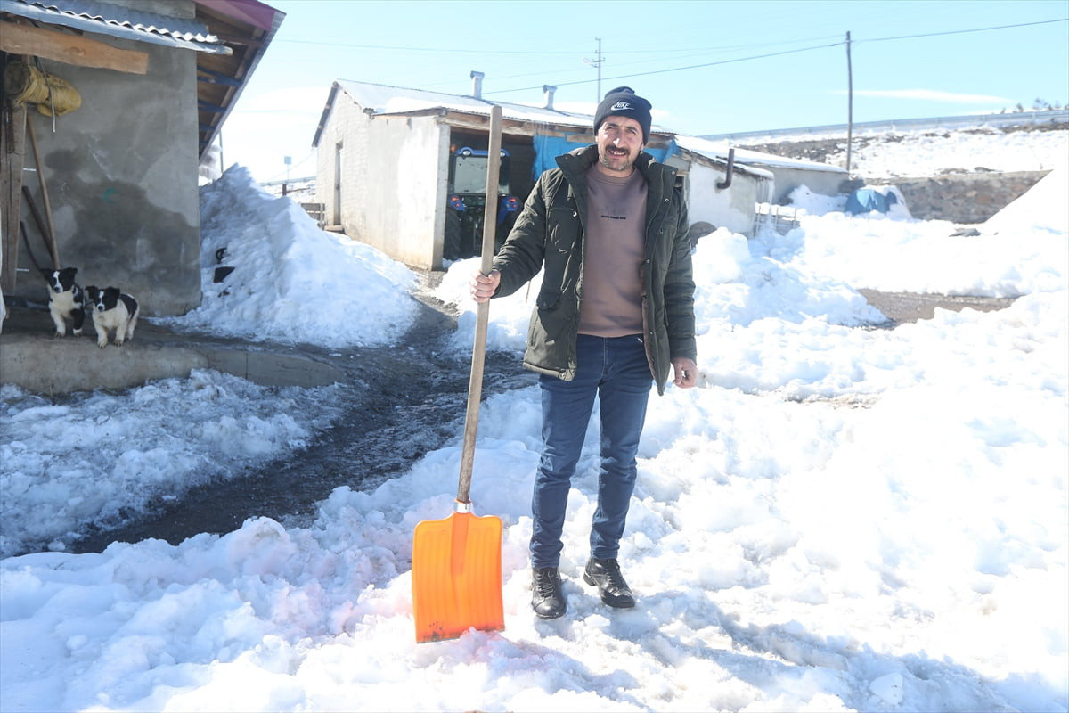 Kars'ın Susuz ilçesinde bahçesindeki köpeklere saldıran kurt sürüsünü kürekle kovalayan besici...