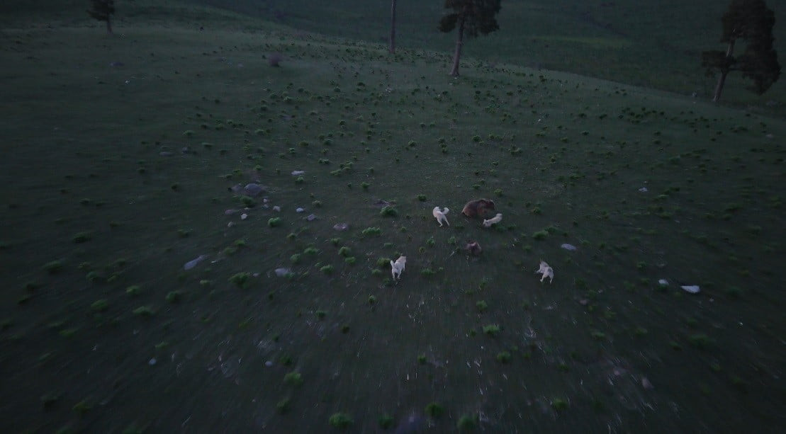 KARS'TA BİR GRUP KÖPEĞİN SALDIRISINA UĞRAYAN BOZ AYININ HAYATTA KALMA MÜCADELESİ DRON KAMERASINA...