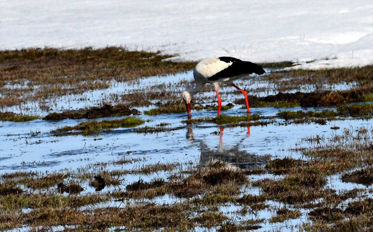 Kars'ta hava sıcaklığının yükselmeye başlamasıyla, baharın müjdecisi leylekler çayırlık alanlarda...