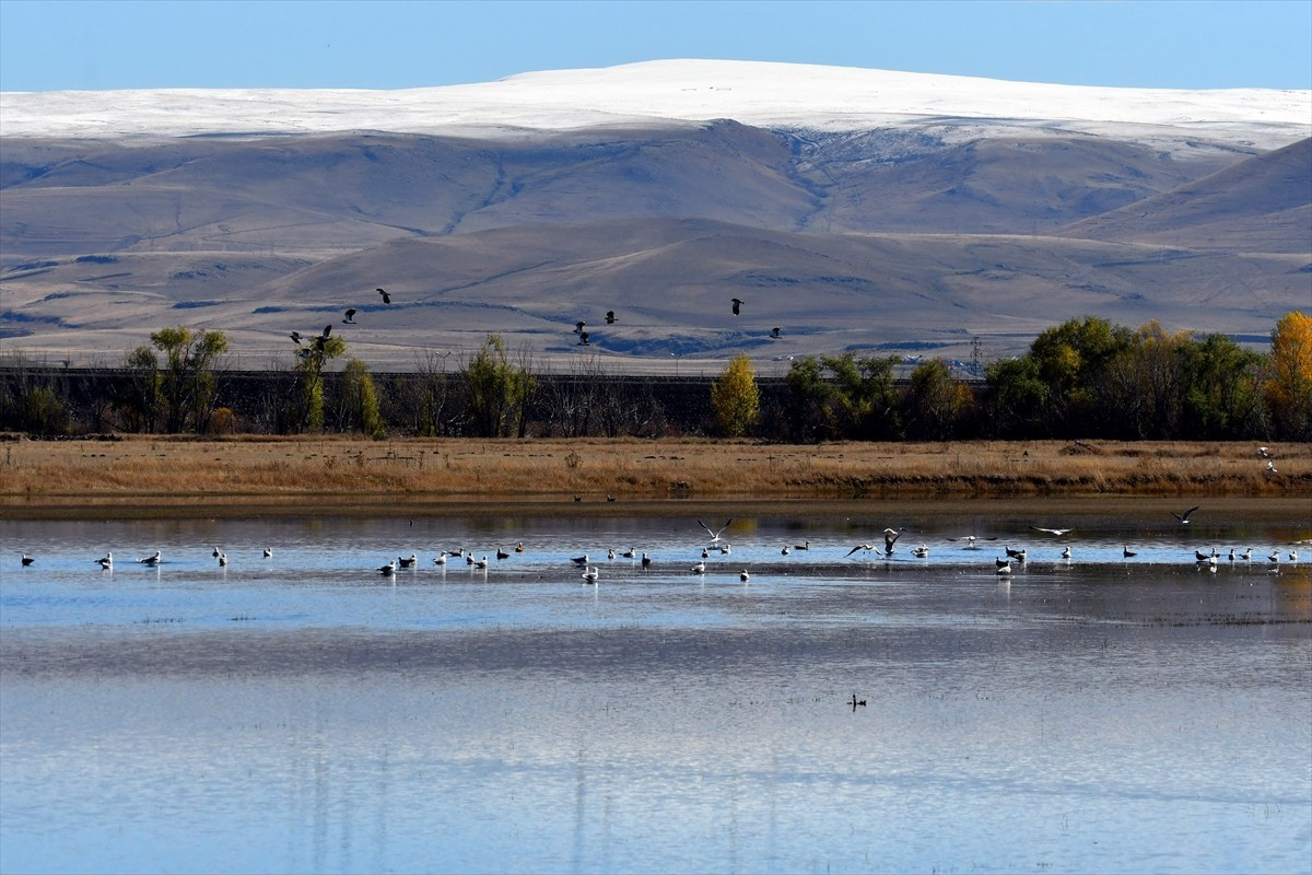 Kars'ta havaların soğumasıyla göçe hazırlanan göçmen kuşlar, sulak alanlarda görüntülendi. ...