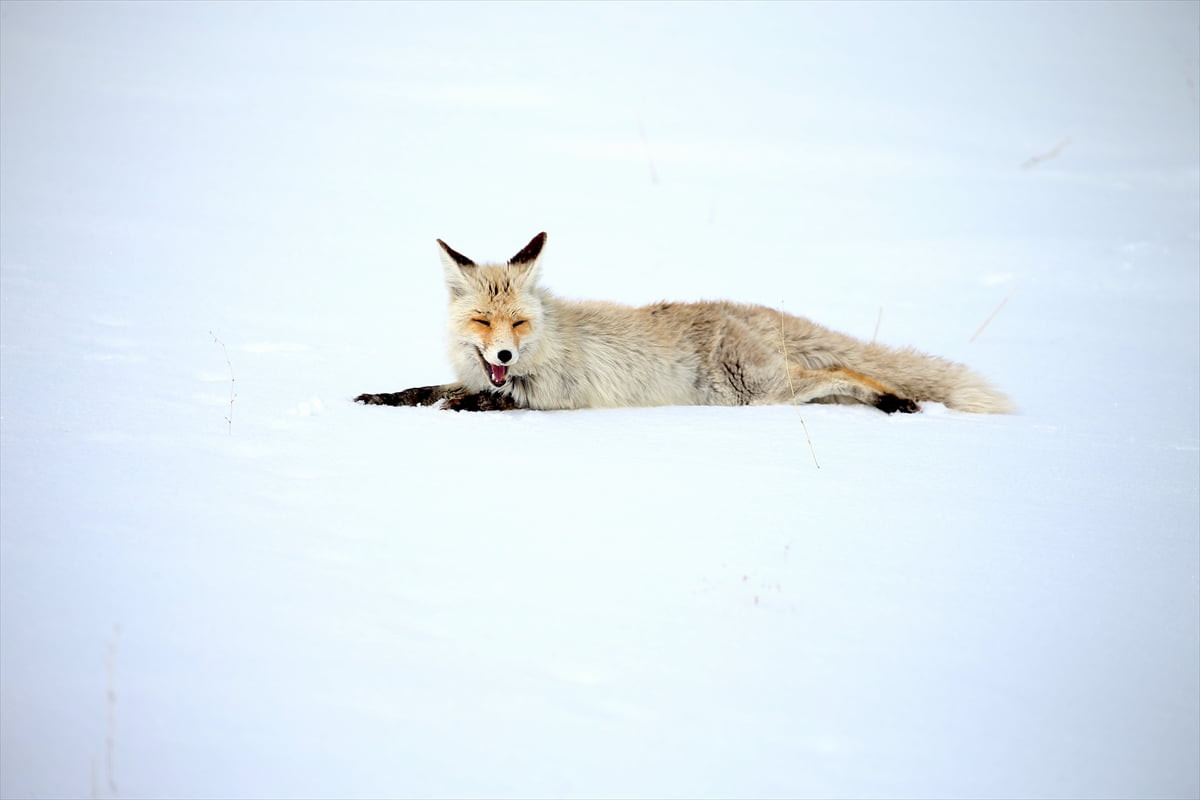 Kars'ta kar yağışı ile beyaza bürünen arazide kızıl tilkiler, yiyecek için dakikalarca ses...
