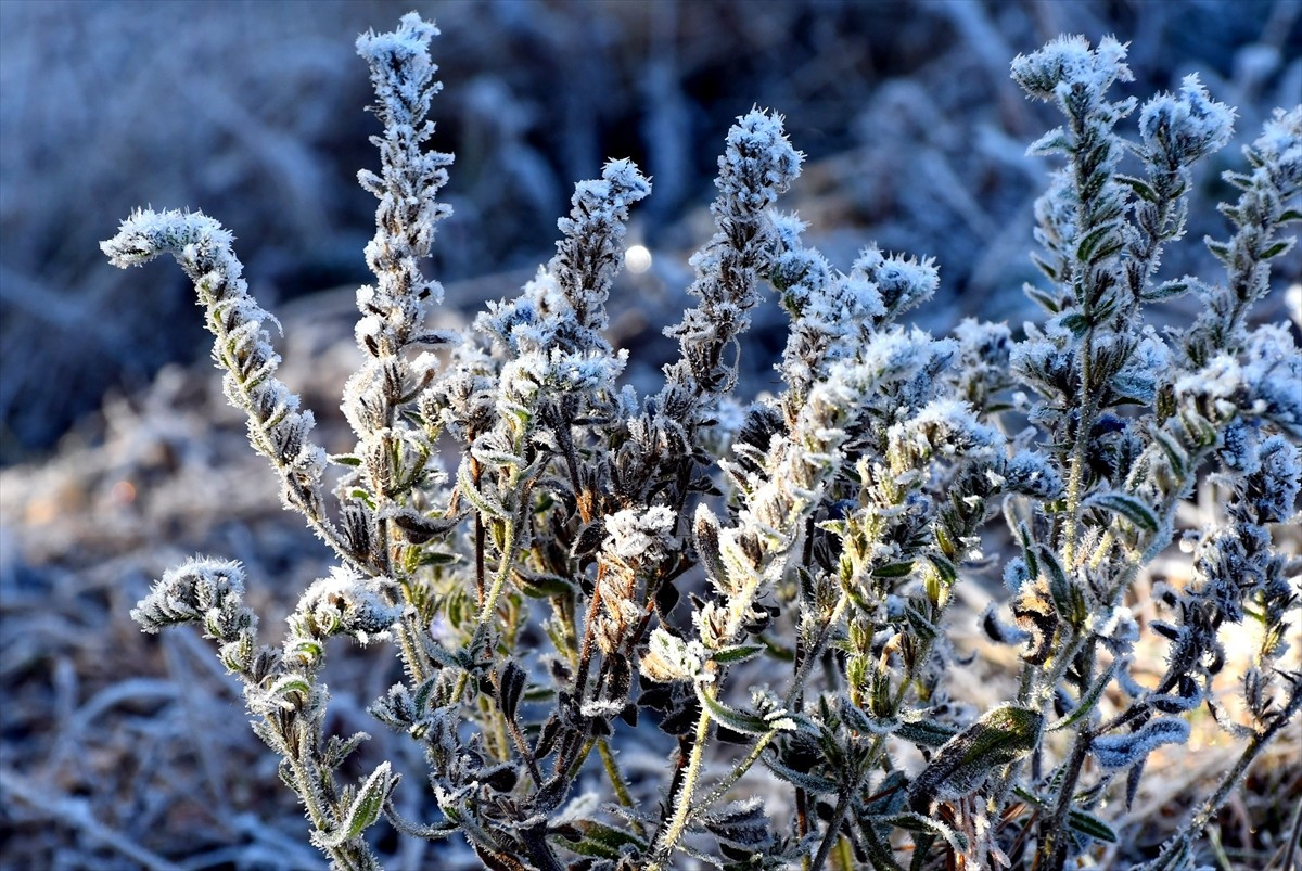 Kars'ta soğuk havanın etkisiyle bitkiler ve ağaçlar kırağı ile kaplandı.