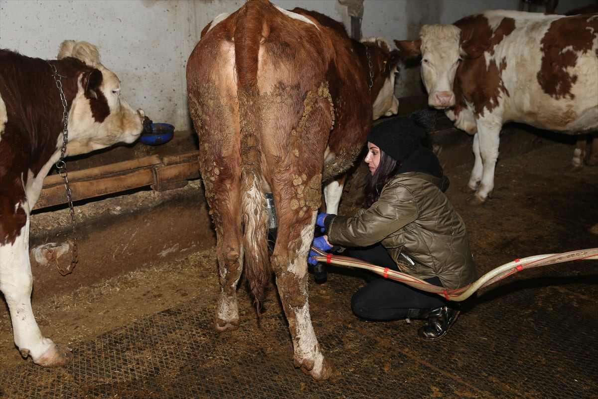 Kars'ta Tarım ve Orman Bakanlığının desteklerinden faydalanarak 47 büyükbaş hayvan alan Nurhayat...