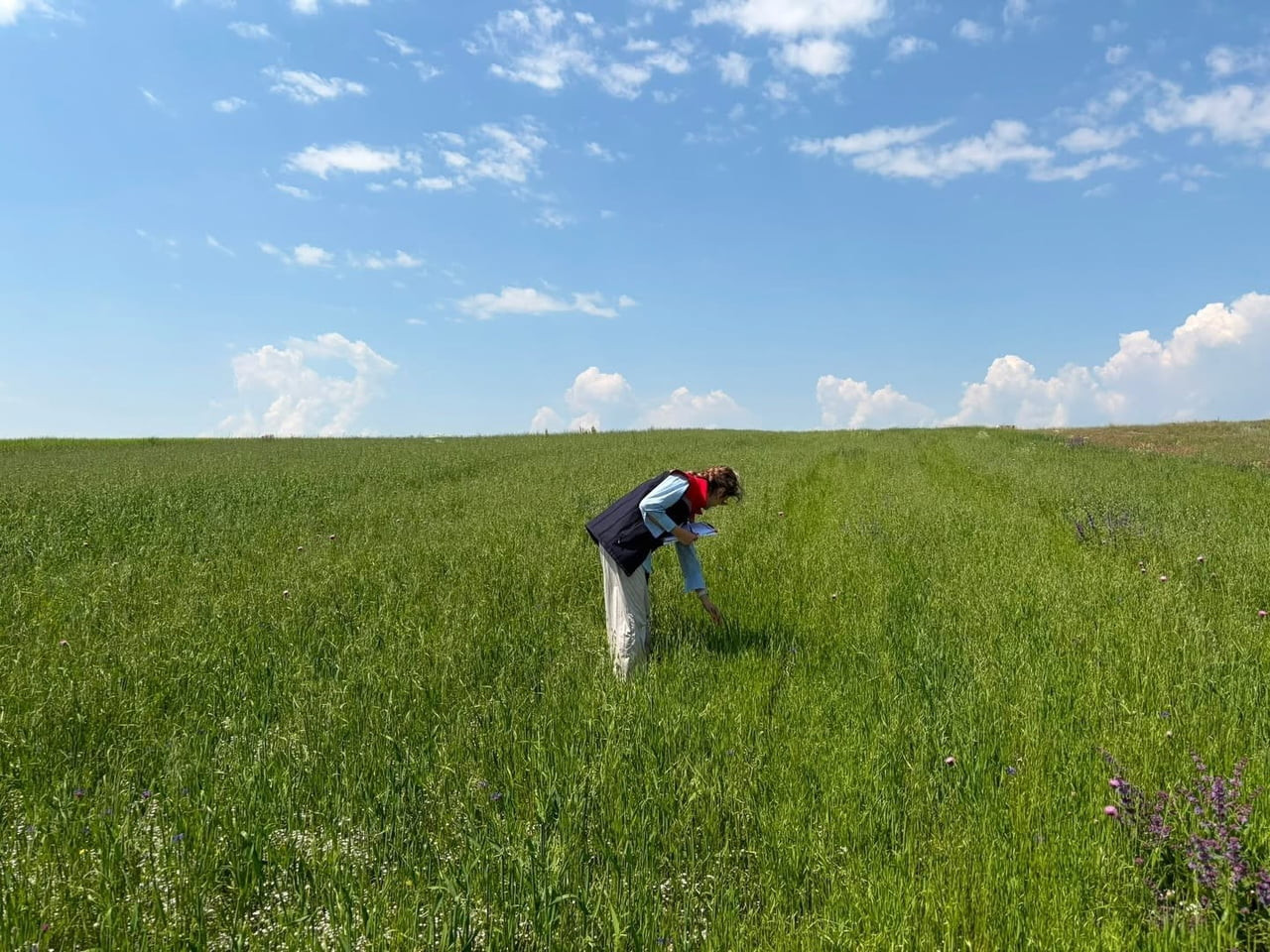 KARS'TA YEM BİTKİLERİ TESPİT ÇALIŞMALARI ARALIKSIZ SÜRÜYOR(KARS-İHA)